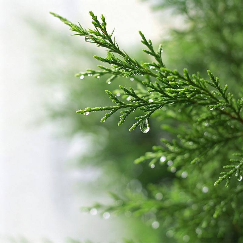 Platycladus Orientalis Leaf