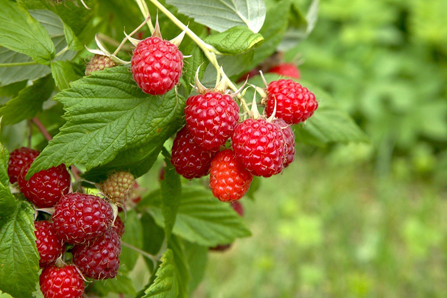 Beyond The Berry 2
