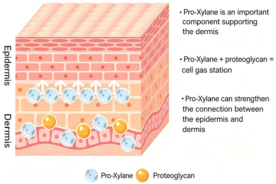 What Exactly Is Pro Xylane 2